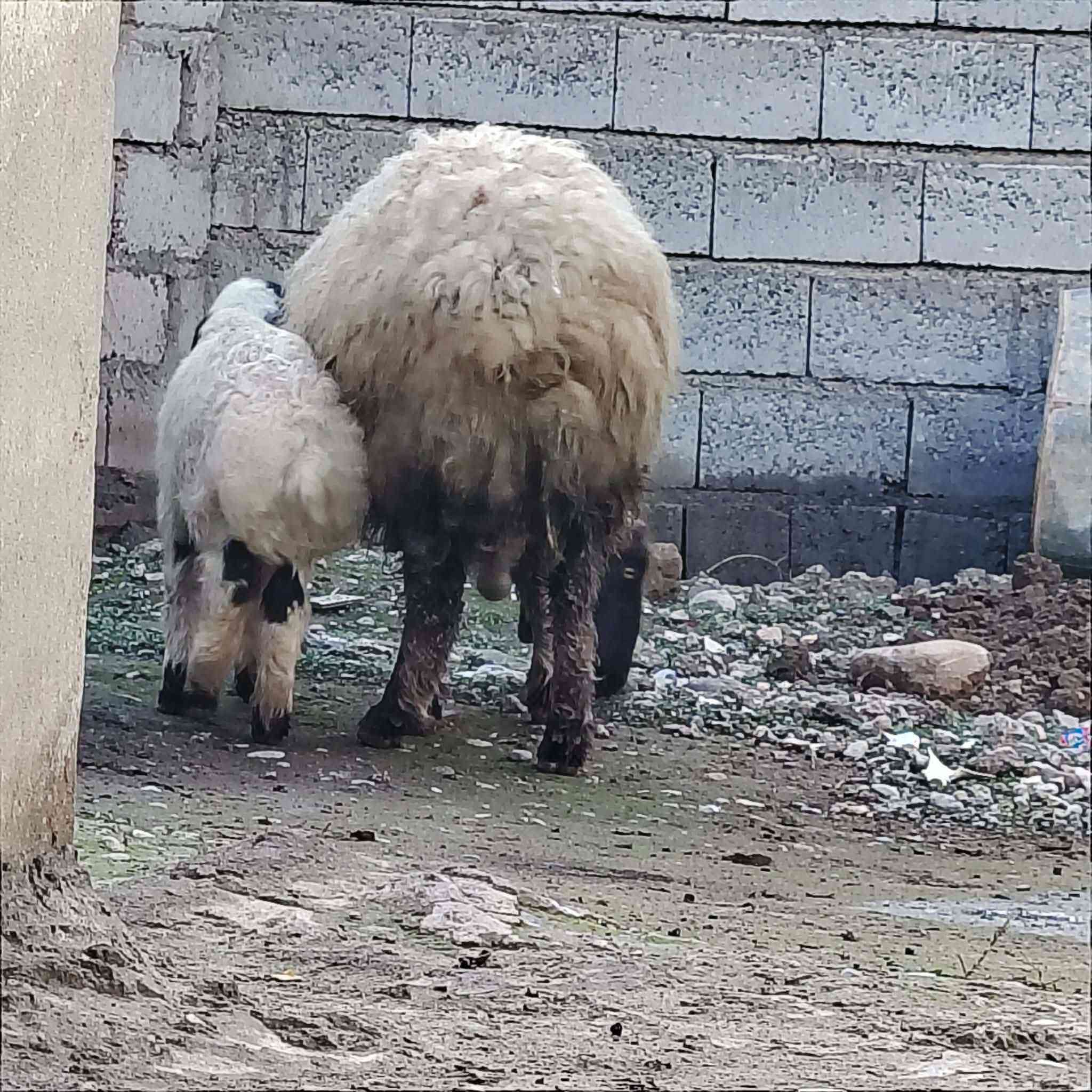 السلام عليكم
نعجه اوم ثالث وراها خاروف خشن فول عمرو15يوم ما شاء الله وخشنه ونضيفه  مكان #الشرقاط عوجيله 

هـ ***********
