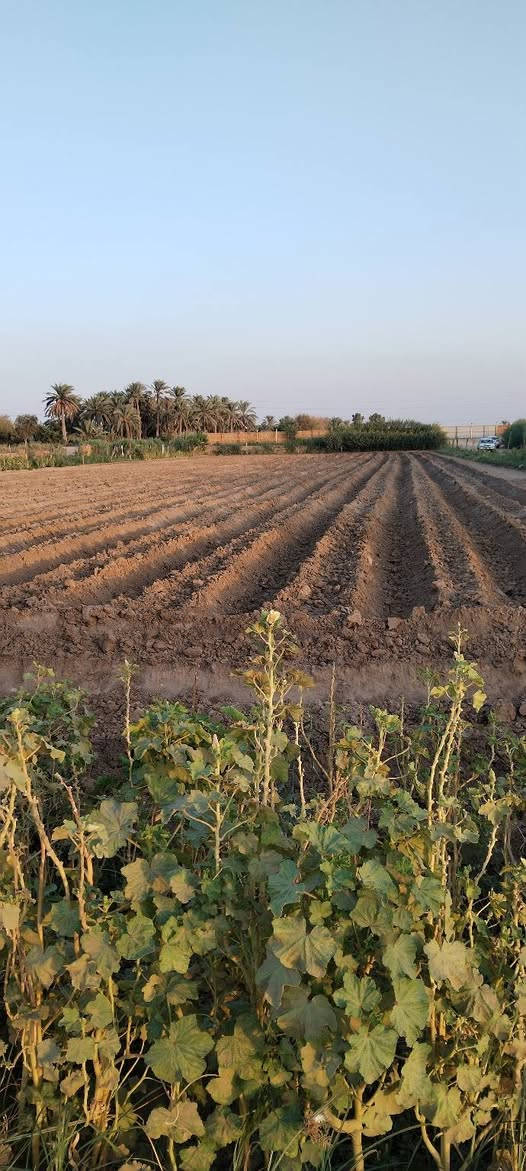 تحيه طيبه للبيع شاطيه 4دوانم طابو سند 25 زراعي تحويل مباشر وجه 45متر نزال 215متر مسيجة بي ار سي   متوفر جميع الخدمات توجد أشجار نخيل انواع واشجار حمضيات واشجار تين الارض تصلح اي استثمار العنوان واسط العزيزية منطقة الدير الاوسط للاستفسار اكثر اتصل واتساب موجود على الرقم هذه ***********
