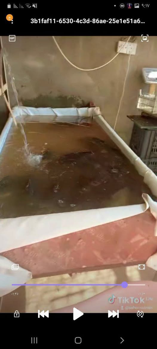 لسلام وعليكم اغراض علوه مخض للبيع ٣ميوزه +حوض سمك+قفص دجاج+ صلايه دجاد+ميازين عدد٢ واحد اكتروني واحد عيارات مكاني بغداد الكماليه ***********
