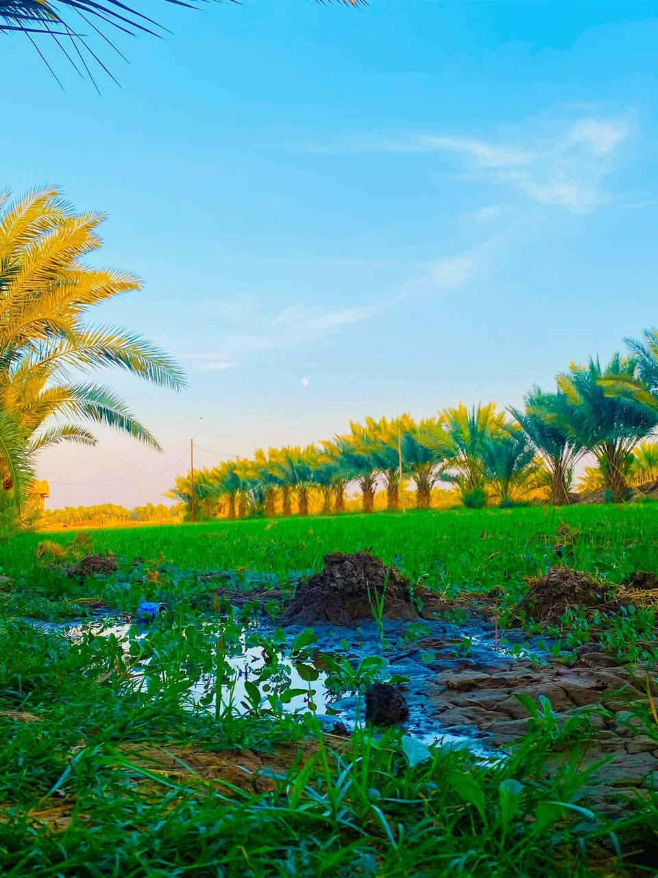 اخوان بيع مستعجل 
مزرعة للبيع 11 دوانم مع 3 دور سكنية جاهزة للسكن طابو زراعي سند 25 باسم شخص واحد فقط راقية جدا بناءحديث توجد فيها كافة الخدمات ومختلف الأشجار ونخيل والحمضيات مع بحيرة اسماك والحمضيات مع حقل عجول 
#العنوان  بابل مقابل شركة رنا نزلة خفاجة  شارع الرفيعات 
#وتوجد لدينا عدة دوانم ومزارع وعروض ومقاطعات ودور سكنية  عليكم متابعة الصفحة لطفا أو الاتصال بنا ويظهر لكم كل ما هو جديد لدينا مع فائق التقدير
***********
