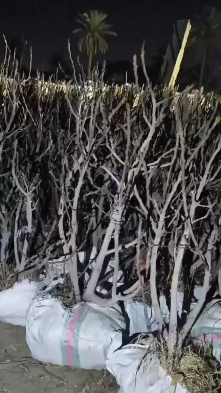 🌳 مستمرّين بتجهيز تين بني مسلم الأمايات بالأحجام الكبيرة 
نباتات جاهزة للإثمار ، مضمونة من حيث الصنف
✔️ جذور قوية وتربية صحيحة
✔️ أحجام مميّزة تختصر عليك سنوات الانتظار
✔️ مناسب للحدائق والمزارع الإنتاجية
📍 موقعنا: كربلاء – طويريج – ناحية الخيرات – منطقة شط مله
📞 للاستفسار والحجز: ***********
***********
 #كربلاء_بابل #اشجار_فاكهة
