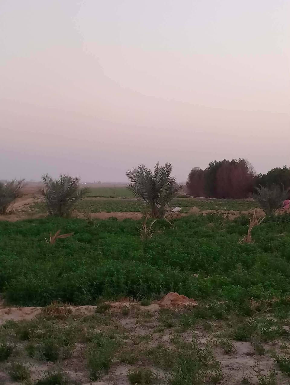 عشره دونم بشارع الديوك تبعد عن طريق كربلاء نجف كيلو ونص جهة النجف فيها غطاس محولة كهرباء خاصه بيت بلوك كذلك محل تجاري على الشارع عقد 35 المزرعه متكامله من كل شي فيها 44 نخله قسم يحمل وقسم بعده فقط شراي يراسل على الخاص


**إذا كنت صاحب هذا الإعلان وتريد حذفه لأي سبب، رجاءا أرسل رسالة إلى الدعم الفني**