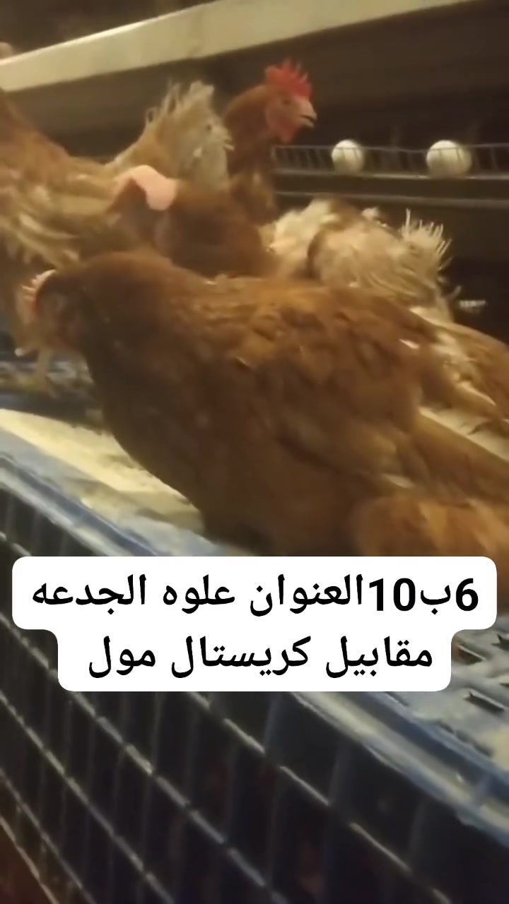6ب10معا التنضيف العنوان علوه الجدعه مقابيل كريستال مول


**إذا كنت صاحب هذا الإعلان وتريد حذفه لأي سبب، رجاءا أرسل رسالة إلى الدعم الفني**
