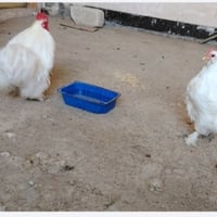 ديك كوجي بلجيكي • دجاجة كوجي بياضه