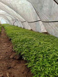 ديه طماطه البيع مكان كربلاء شارع المصفى استفسار اتصل 07832764659