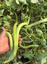 بذور طرح • معربه • ميسان المجر