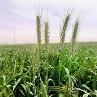 ارض زراعيه لليجار  تريد صيفي او شتوي  المساحه 30 دونم  ماء فول خير من ...