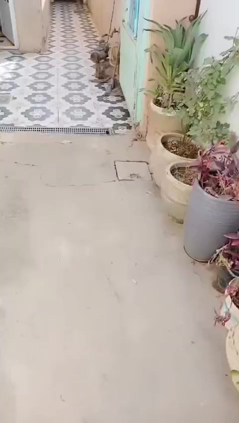 بيت للبيع طابقين سند 25 مساحه 100م نزال 20 م واجهه 5 م يحتوي الطابق الاول طرمه + محل خارجي سندويج   صاله +حولي + غرفه نوم + حمام
الطابق الثاني 2 غرفه نوم + حولي + حمام 
طابق الثالث يحتوي على غرفه نوم سندويج + سطح 

الموقع حي الحسن العسكري الزراعي مقابيل مدرسه التاجي الواجهه على الشارع مقابيل المدرسه 
للاستفسار الاتصال على 
***********
قاسم ابو محمد
