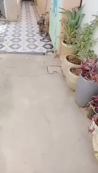 الحسن العسكري الزراعي • سند 25 • ١٠٠م