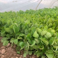 دايه بيدنجان • قريه حوض سته