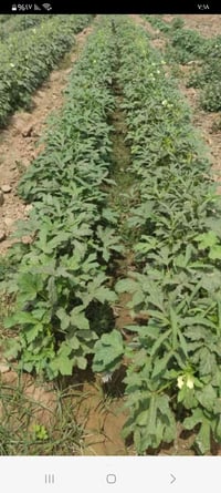 يوجد بذور بانيا درجه اولى وهذا رقمي07721543095