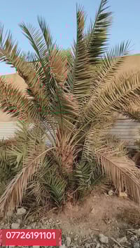 بستان • دونم • ابوكوصرة