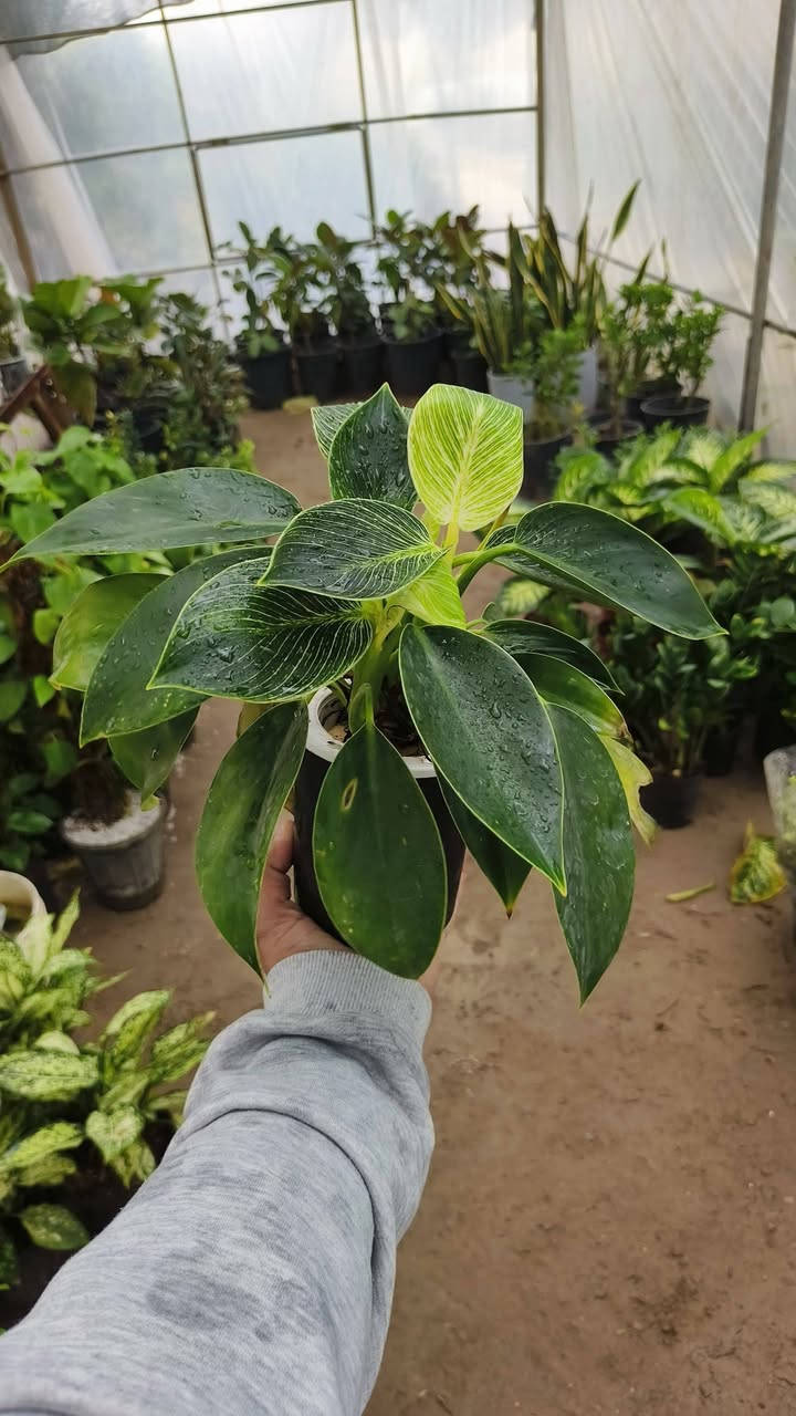 ﷼ اللهم  صلي على محمد وآل محمد 
يومكم مبارك 🪴 
عروضنه اليوم داخل مشتل النورين 🎋🪴🎍
توفر كافة أنواع الحمضيات 🌿🍋🍊🍇
وكذالك أنواع الورود الداخليه والخارجيه 
ورد الجهنمي المتسلق بئلوان مختلفه 🌹🌸💐
 عنوانه #شارع_الغطاس_خلف_المجمع_السوري 🏕
 لطلب و الاستفسار 🚖🚘
 ***********📞
***********📞
