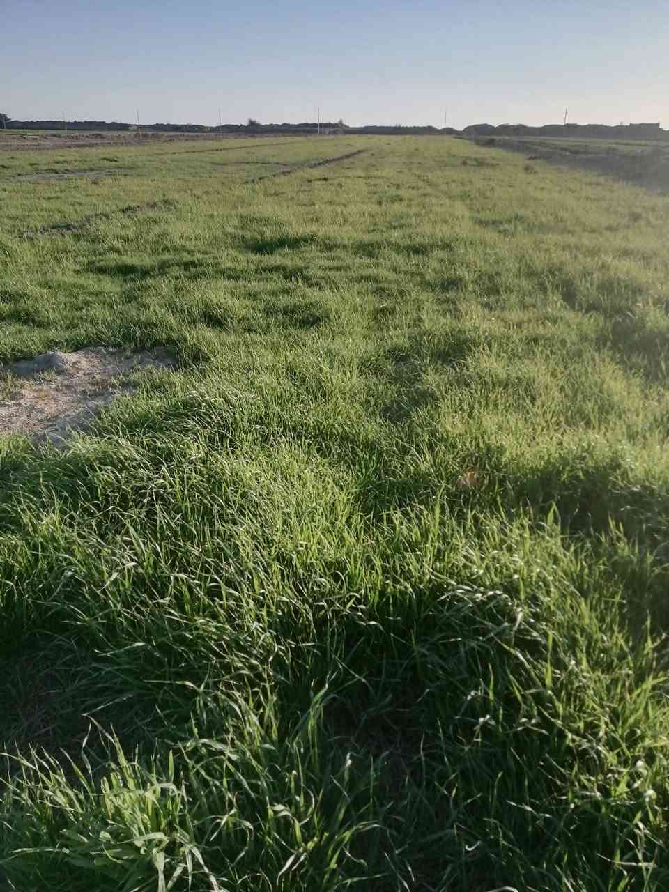 سلام عليكم دغل جاير للبيع ٧٥دونم مزكي مرتين المكان ديوانيه البدير رقم الهاتف *********** ***********
