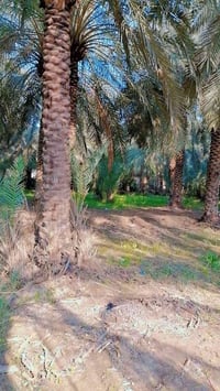 قرية اليشان • بستان طابو • اكثر من ٥٠نخلة