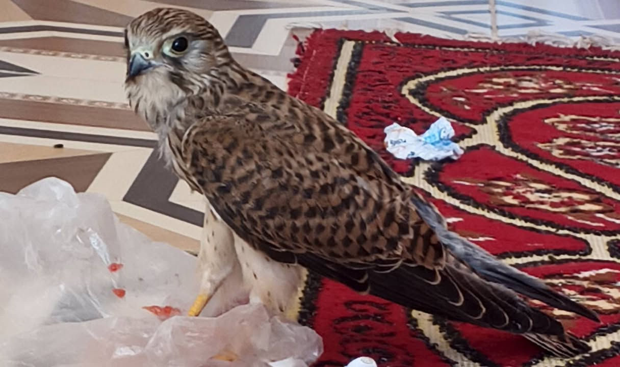 للبيع اليف فول امان


**إذا كنت صاحب هذا الإعلان وتريد حذفه لأي سبب، رجاءا أرسل رسالة إلى الدعم الفني**