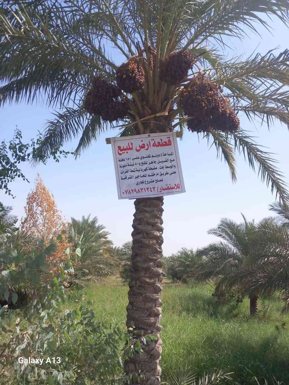 قطعة ارض للبيع
المساحة 5 دونم تحتوي على 180 نخله مع فسيل جاهز للقلع و80 تينه ملونه والوسط جت ومضخة كهربائيه شط الفرات 

على طريق ام خشم المحاجير الشرقية 

تصلح مشروع تجاري ..بيع مستعجل

للاستفسار على الرقم 

***********
