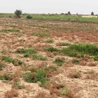 ارض زراعيه المساحه ثنين دونم طابو سند 25 وجه شارع مباشر وجها 35متر شار...