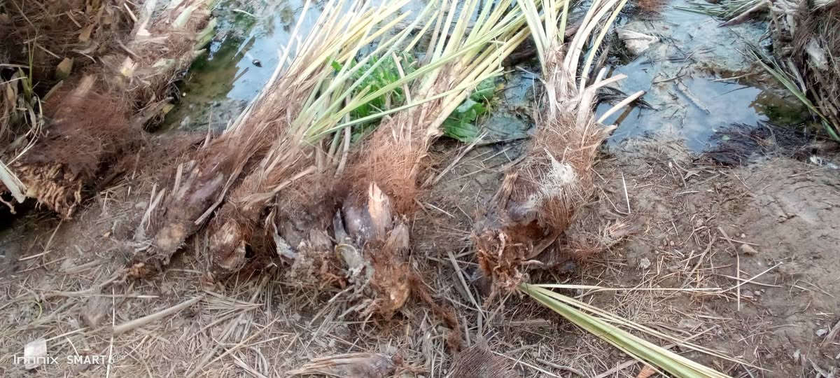 سلام عليكم نخل زين للبيع سعر ،(3000دينار)***********
