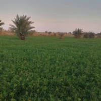 العزيزيه • ارض زراعيه مع دار • ١٦ دونم