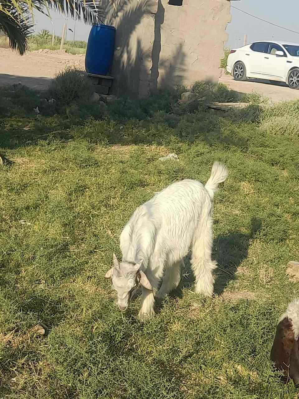تيس كزك للبيع
يرهم كصابه ويرهم جني  سعره ١٢٠  شرط صحه 

***********مكان الهلال
