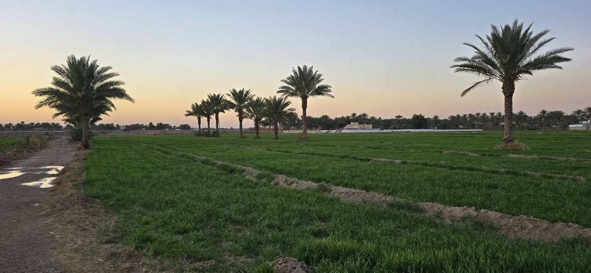 السلام عليكم ارض زراعيه المساحه 6 دونم اصلاح زراعي تحتوي على 27 نخله زهدي حمال الموقع الشوملي قرب جسر الحمزه شوملي تبعد عن الجسر 350 متر وعن سريع بغداد بصره 100 متر الارض صالحه للزراعه مع وجود دار سكني يحتوي على غرفه وصاله واستقبال وحقل مساحته 15 متر 
الخدمات 
ماء اساله 
كهرباء 
ماء سقي 
للاستفسار الاتصال ع الرقم 
***********
