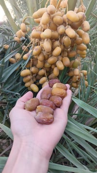 يوجد فسائل حسائي رقم الهاتف ‏‪+9647747540131‬‏