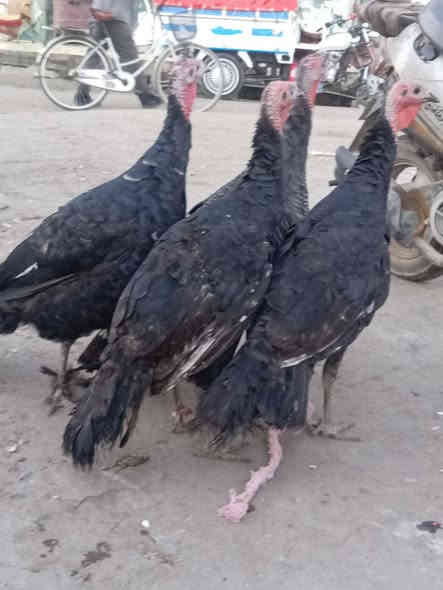 متاح علويات للبيع عداد 4 اسواد فرنسي اسمان انضاف فول خشنات اكبار نشطاط ملقحات كامل لقحات فرنسي اسود حجري مكان موصل جانب الايمن
***********
***********
