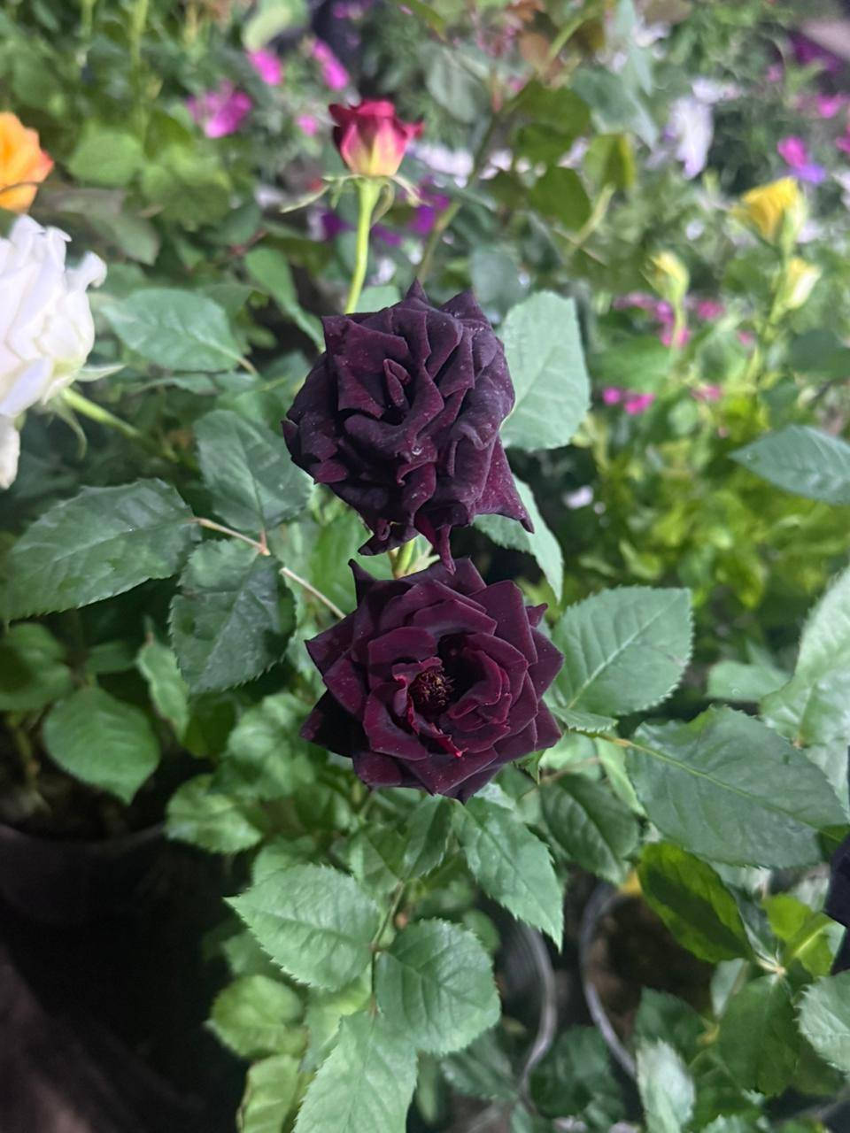 ورد جوري قديفه الوان جميلة


**إذا كنت صاحب هذا الإعلان وتريد حذفه لأي سبب، رجاءا أرسل رسالة إلى الدعم الفني**