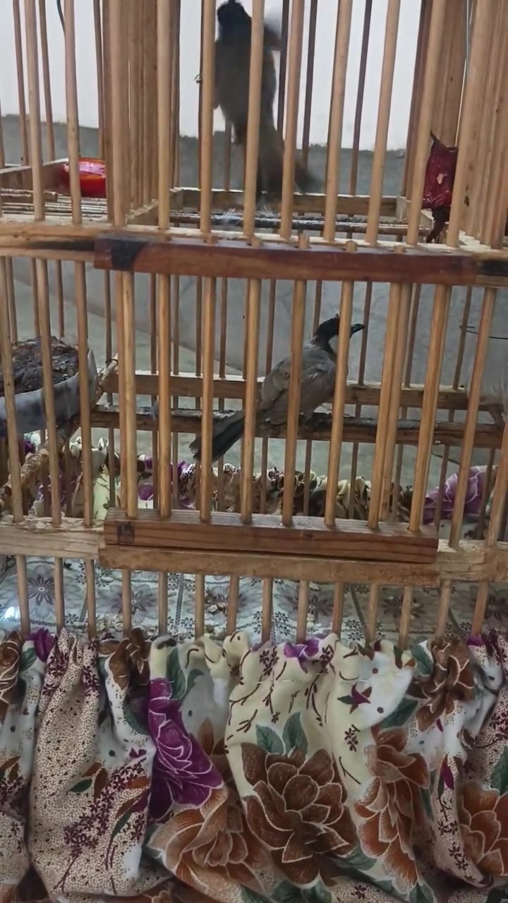 زوج بلبل مخاليف للبيع


**إذا كنت صاحب هذا الإعلان وتريد حذفه لأي سبب، رجاءا أرسل رسالة إلى الدعم الفني**