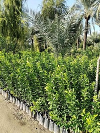 نارنج عراقي • ارتفاع ١م • كمية محدودة