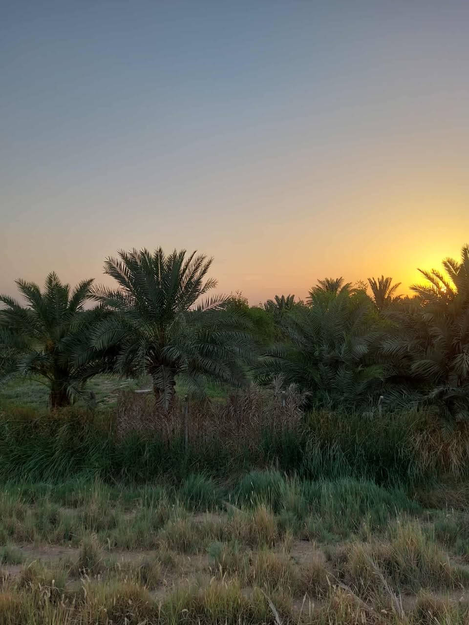 بستان ١١ دونم عقد زراعي قانون ٢٤ لسنة ٢٠٢٤ مجدد لغاية ٢٠٣٥ فيه مشيدات من البلوك مشتمل ومغروسات نخيل أكثر من ١٠٠ نخلة مثمرة سعر الدونم الواحد ٣٥ مع المجال 
العنوان الديوانية حي الفرات خلف الطاقة الكهربائية 
للاستفسار الاتصال *********** 
أو مراجعة مكتب عقار الخليفاوي
