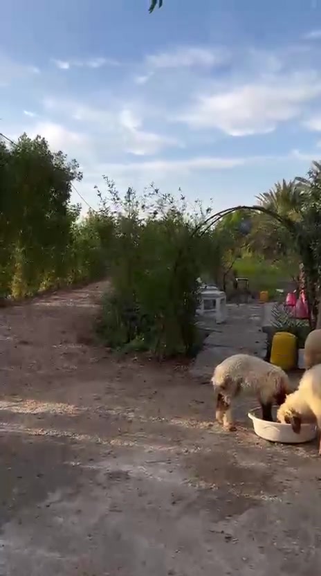 ارض زراعي طابو للبيع مستعجل
الارض الزراعي عباره عن مزرعه فاخره مكونه من دار براني ومطبخ وحمام داخلي اضافه الى حمام ومطبخ خارجي ونخيل بأنواعه  اضافة الى اسلاك كهربائية جديدة وماطور كهربائي بقوه 5 حصان وماطور سقي  
مساحة الارض دونمين وربع منطقه ام العگف


**إذا كنت صاحب هذا الإعلان وتريد حذفه لأي سبب، رجاءا أرسل رسالة إلى الدعم الفني**