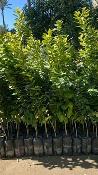 ليمون نومي • حجم كبير • كنعان نهر ابراهيم