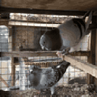 لبيع مكاني بغداد الحرية ساحة  سعر الزوج 15 الف  مكاني بغداد الحرية ساح...