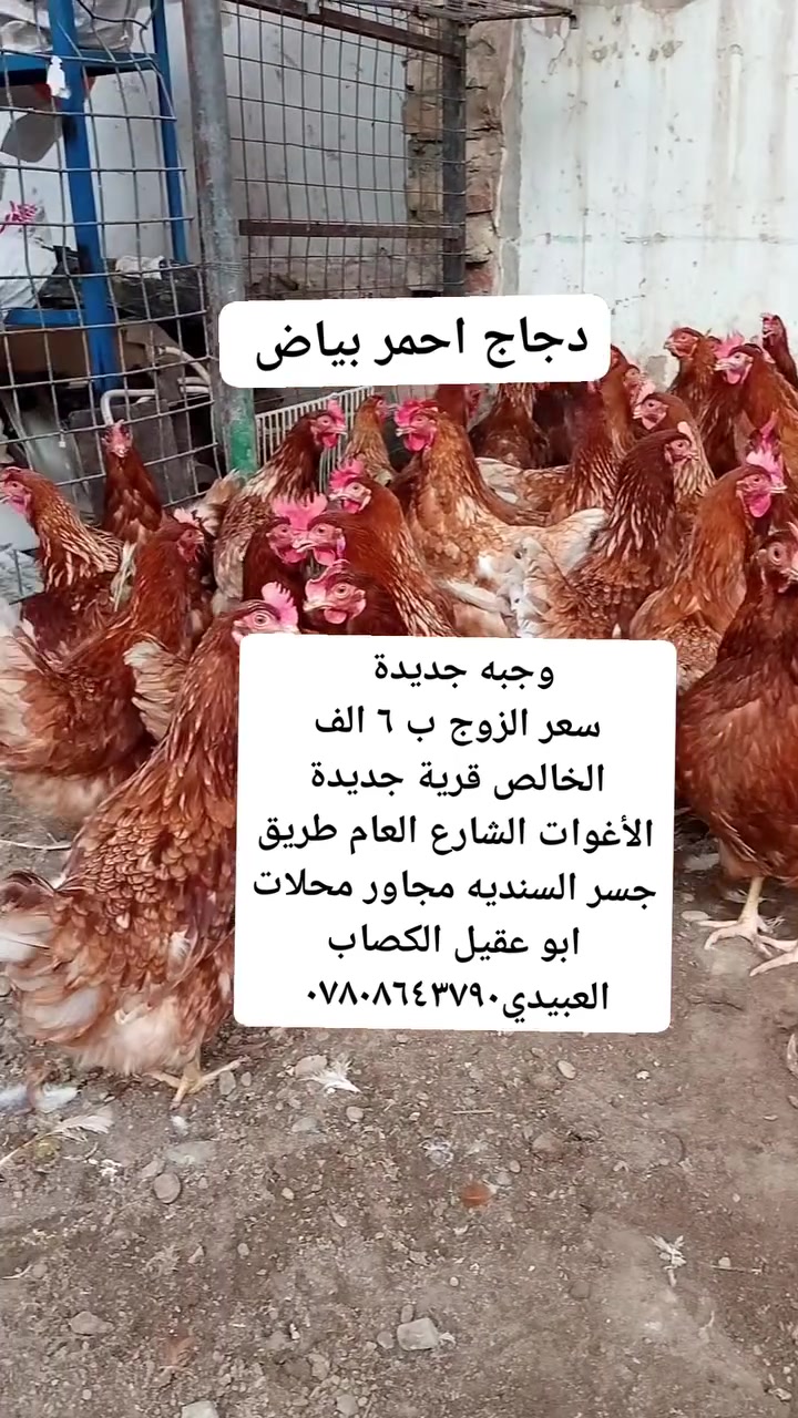 سعر الزوج ب ٦ الف
دجاج احمر بياض شرط البيض 
ديالى الخالص قرية جديدة الأغوات الشارع العام طريق جسر السنديه مجاور محلات ابو عقيل الكصاب العبيدي***********
