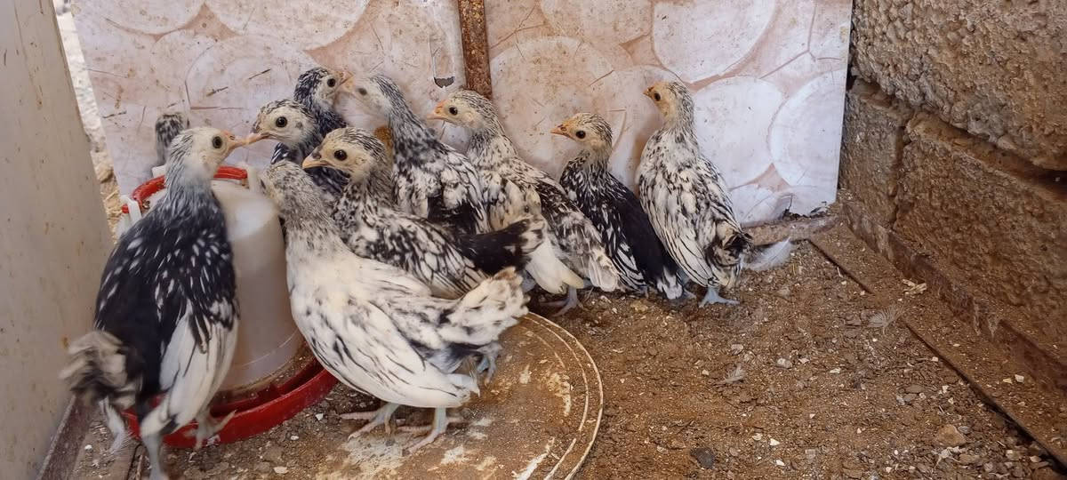 متاح افر!اخ اسباني سبرايت العدد 5 ازواج وتك فارقات الديج من الفروجه تريد زوج ديج وفروجه او تريد شلع الزوج ب25 قفل صور الامهات بالمنشور


**إذا كنت صاحب هذا الإعلان وتريد حذفه لأي سبب، رجاءا أرسل رسالة إلى الدعم الفني**