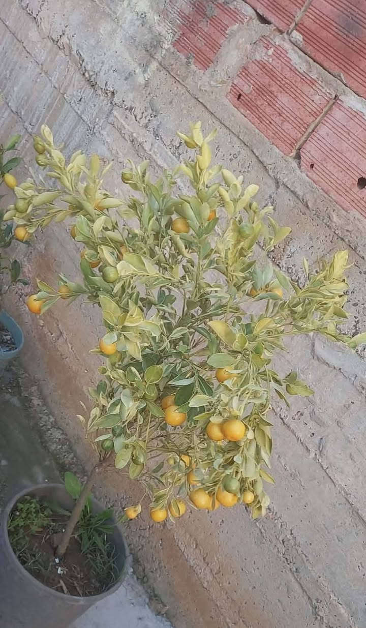 بسم الله ماشاء الله
يتوفر لدينا 🌴اشجار ليمون وبرتقال ولالنكي مكسيكي شهري قزمي🍋
حامل للثمار مثل صوره تماما👌
يوجد خدمه🚛 توصيل


**إذا كنت صاحب هذا الإعلان وتريد حذفه لأي سبب، رجاءا أرسل رسالة إلى الدعم الفني**