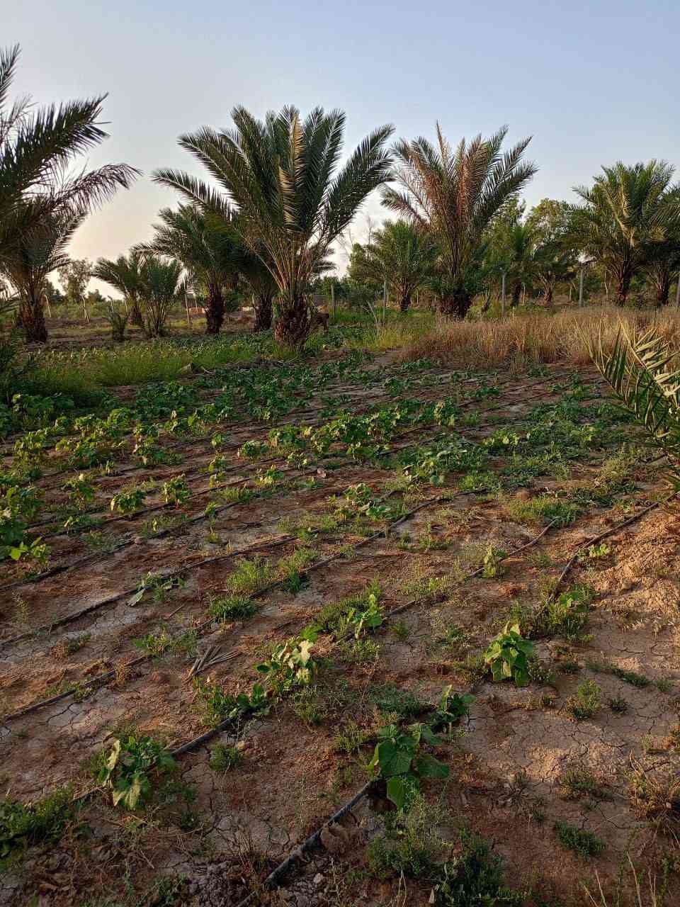 بستان للبيع مساحة 1200متر قريب على الشارع العام خدمات متوفرة  كهرباء وماء 
الموقع بغداد حسينية المعامل السياحي بالقرب من شركة اسوار بغداد للكونكريت الجاهز
***********
