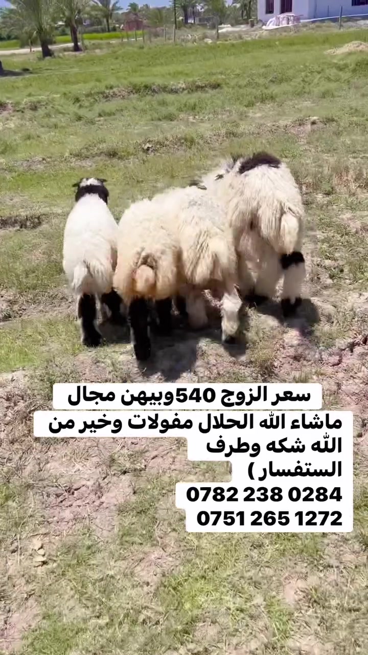 المكان الطارميه ناحيت المشاهده


**إذا كنت صاحب هذا الإعلان وتريد حذفه لأي سبب، رجاءا أرسل رسالة إلى الدعم الفني**