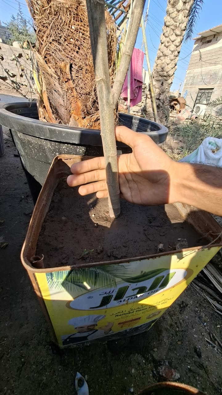 أكاسيا جلوكا للبيع مكان بصرة ابو الخصيب السعر ١٠ الاف فقط
***********
