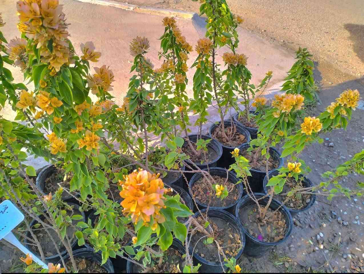 وصلت وجبه جديد من النباتات 
لطلب والاستفسار مراسلة الصفحه يوجد خدمة توصيل


**إذا كنت صاحب هذا الإعلان وتريد حذفه لأي سبب، رجاءا أرسل رسالة إلى الدعم الفني**