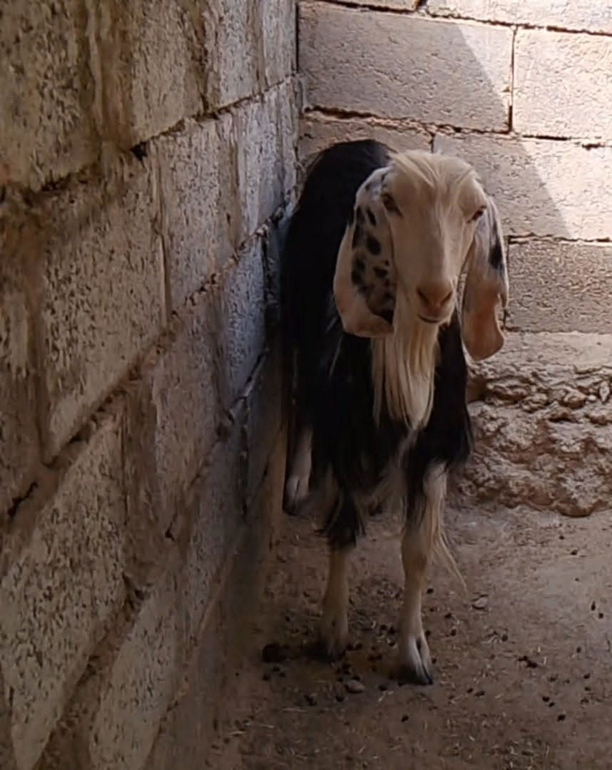 ه
بسم الله متاح عنز أول بطن سن وشطر وعلى كل عيب ضرتهه جيس حليب   ماشاء الله عنز سمينه ماشاء الله وماخذه فحل شامي عشار باذن الله بيعلك فارغ تواصل خاص


**إذا كنت صاحب هذا الإعلان وتريد حذفه لأي سبب، رجاءا أرسل رسالة إلى الدعم الفني**