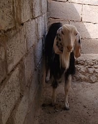 عنز • أول بطن • فحل شامي