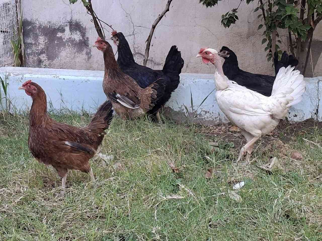 دجاجات عرب عدد خمسه 
التفاصيل وحده ام ركيبه وثنين سود مكعكلات وثنين حمر شرط الخشونه والصحه والشكل حلال تبزير عراقي مشروط من كلشي المكاني البدير 
توصيل عفك  الفين وديوانيه ثلاثه الف فقط 
تفاصيل اكثر خاص


**إذا كنت صاحب هذا الإعلان وتريد حذفه لأي سبب، رجاءا أرسل رسالة إلى الدعم الفني**