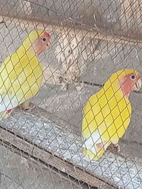 زوج غنادير