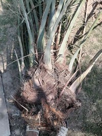 ٥ نخلات • حي الزهور • زغار