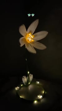 ابجورة • نرجس أبيض • توصيل