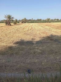دونم ونص • بيت جاهز • بير ارتوازي