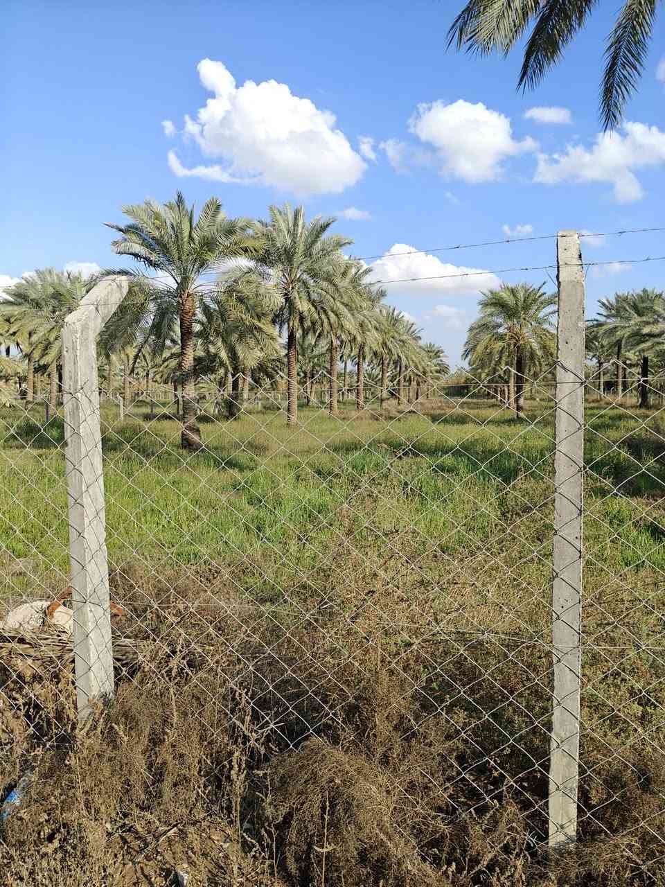 يوجد دونمين و600 ملك طابو صرف الوجه 37 ونص ونزال 150 مي اساله كهرباء مي سقي في بغداد المدائن شارع سيد علي الاستفسار‭0774 293 4494
